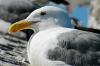 Gull Resting