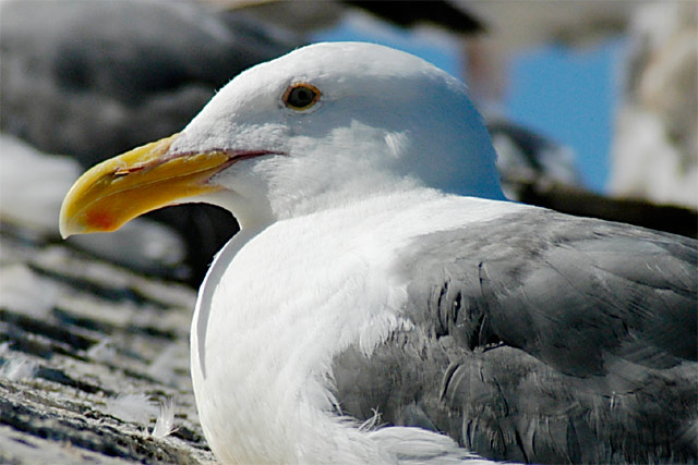 Gull Resting &copy; Dennis Mojado