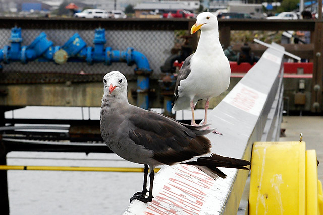Gulls &copy; Dennis Mojado