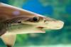 Hammerhead