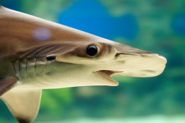 Hammerhead &copy; Dennis Mojado
