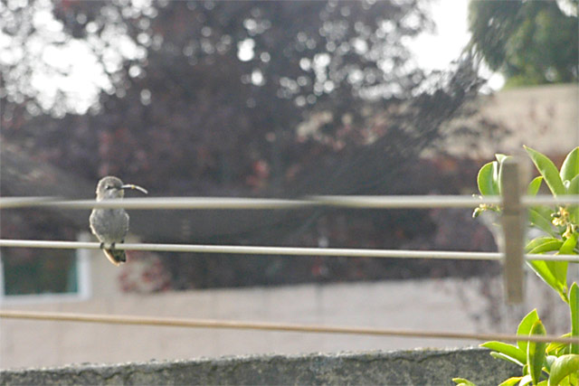 Hummingbird Rest &copy; Dennis Mojado