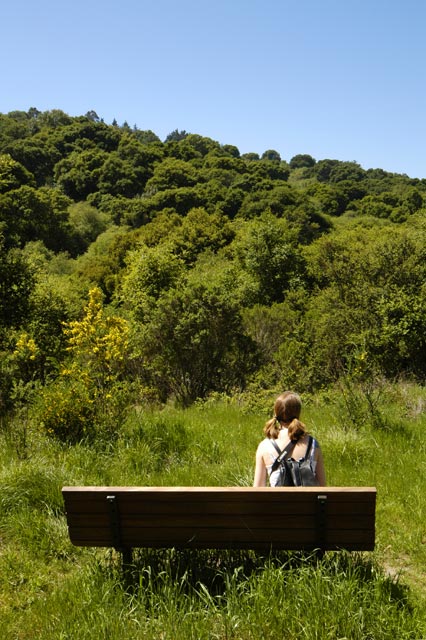 Bench in nature &copy; Dennis Mojado