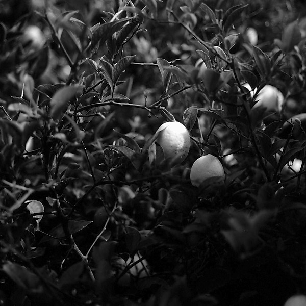 Lemon &copy; Dennis Mojado