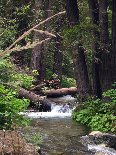 Limekiln Creek &copy; Dennis Mojado