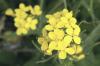 Little Yellow Flowers