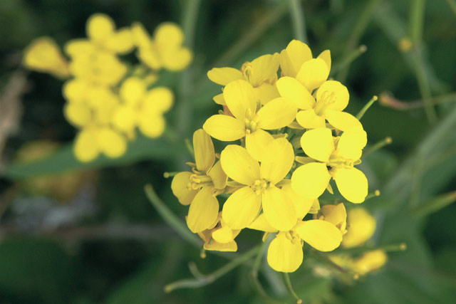 Little Yellow Flowers &copy; Dennis Mojado