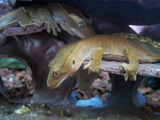Lizard Posse II &copy; Dennis Mojado
