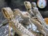 Lizard Posse I
