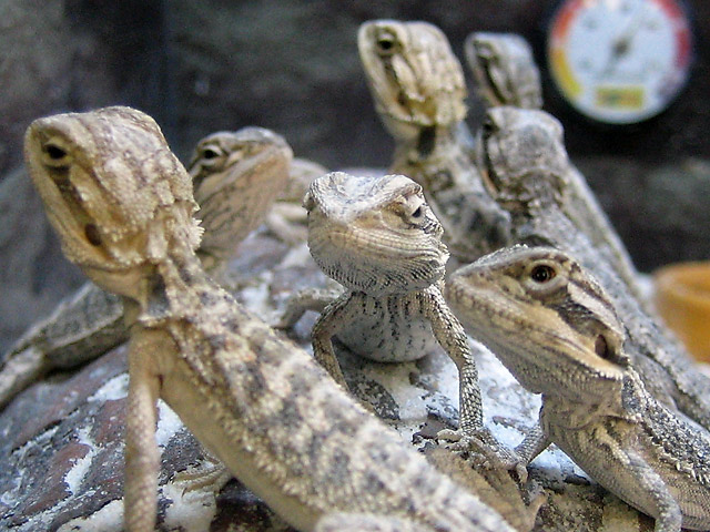 Lizard Posse I &copy; Dennis Mojado