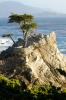 Lone Cypress