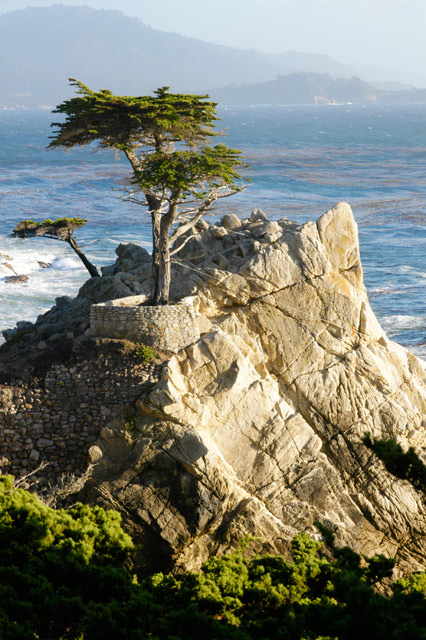 Lone Cypress &copy; Dennis Mojado
