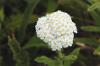 Many Tiny Flowers