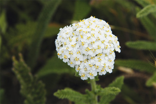 Many Tiny Flowers &copy; Dennis Mojado