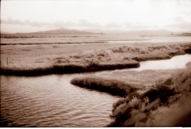 Marsh &copy; Dennis Mojado