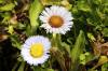 Micro Daisies