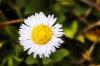 Micro Daisy