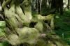 Moss Creature