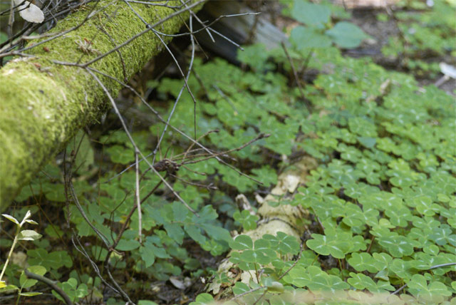 Moss and Clovers &copy; Dennis Mojado