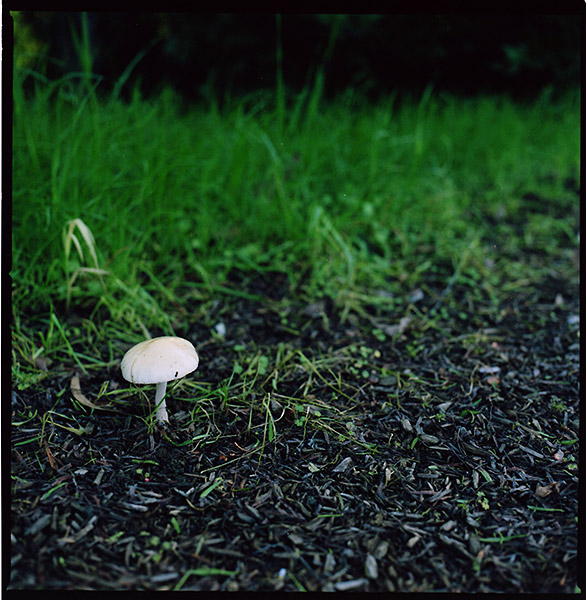 Mushroom &copy; Dennis Mojado