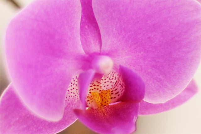 Orchid Closeup &copy; Dennis Mojado
