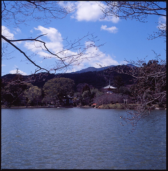 Osawa Pond II &copy; Dennis Mojado