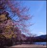 Osawa Pond