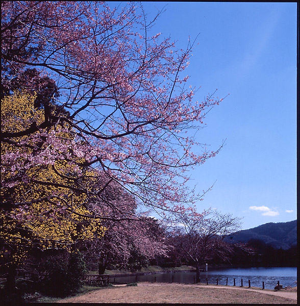 Osawa Pond &copy; Dennis Mojado