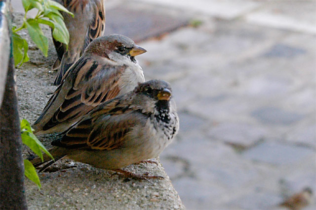 Parisian Birds &copy; Dennis Mojado