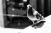 Precarious Pigeon