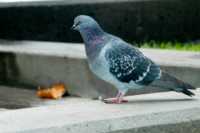 Pigeon &copy; Dennis Mojado