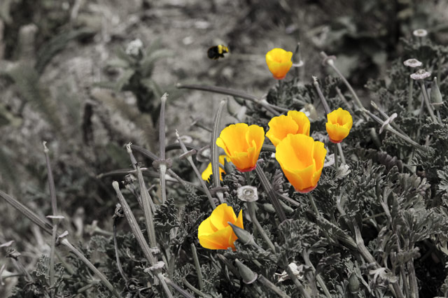 Poppies &copy; Dennis Mojado