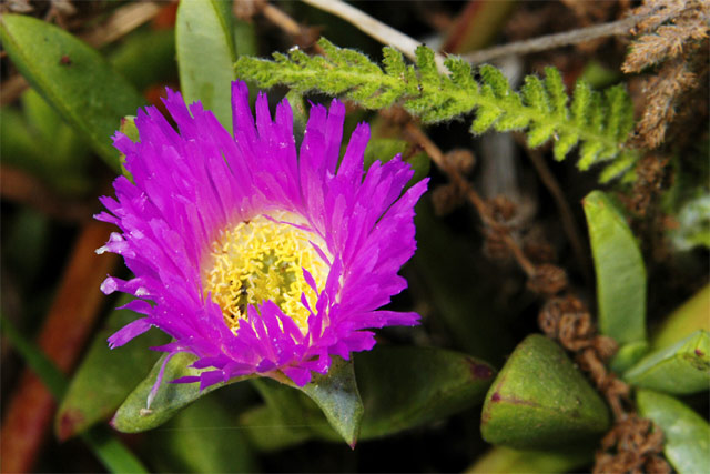Purplish Pink Flower &copy; Dennis Mojado