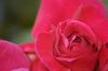 Red Rose 2