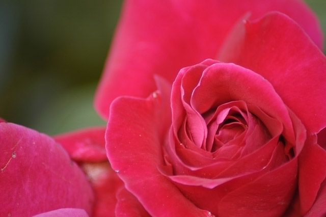 Red Rose 2 &copy; Dennis Mojado