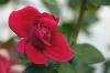 Red Rose