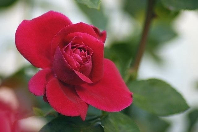 Red Rose &copy; Dennis Mojado