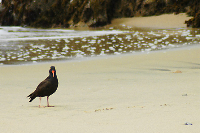 Redbeak Bird &copy; Dennis Mojado