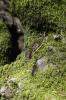 Redwood Moss