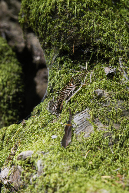 Redwood Moss &copy; Dennis Mojado