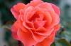 Rose Orange 2