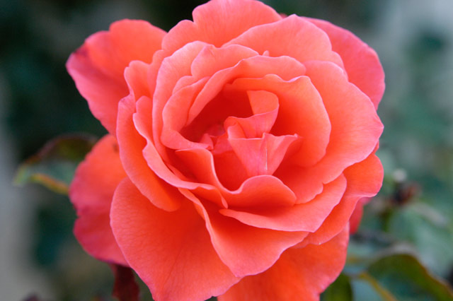 Rose Orange 2 &copy; Dennis Mojado