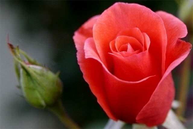 Rose, Orange &copy; Dennis Mojado