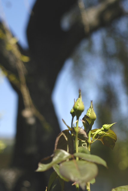 Spring rosebuds &copy; Dennis Mojado