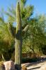 Saguaro