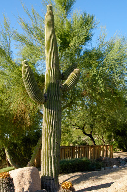 Saguaro &copy; Dennis Mojado