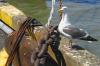 Seagull