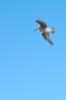 Seagull