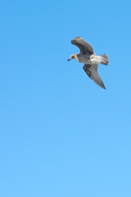 Seagull &copy; Dennis Mojado