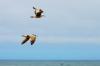Seagulls